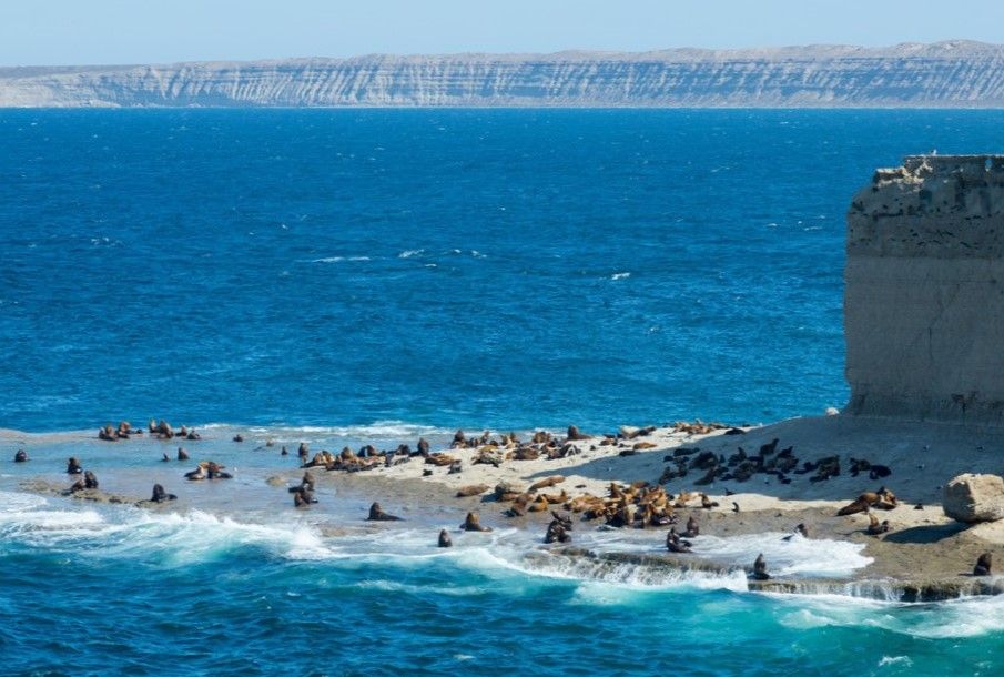 Réservez votre visite d'une journée à la péninsule Valdés depuis Puerto Madryn !