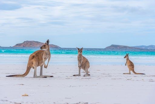 Kangourous sur la plage de Lucky bay