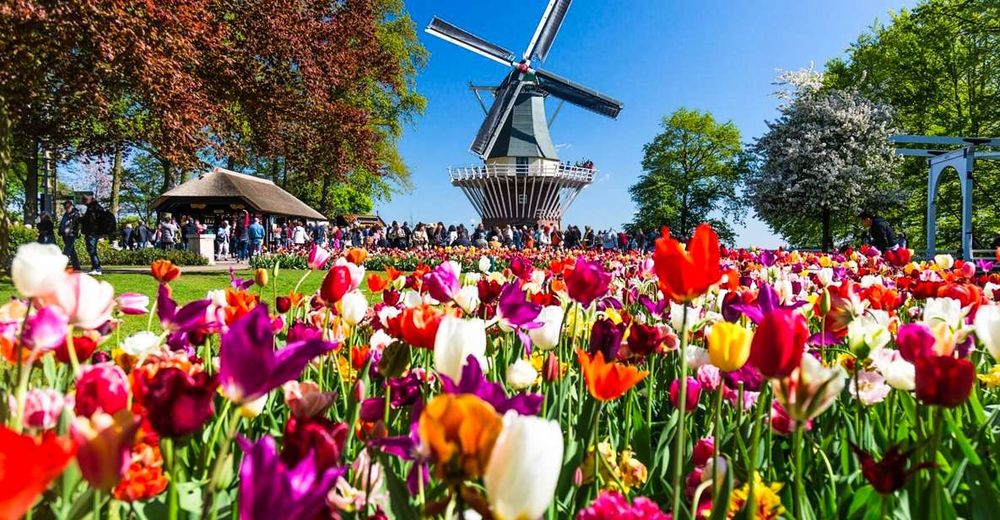 Profitez de l'expérience Keukenhof ici !