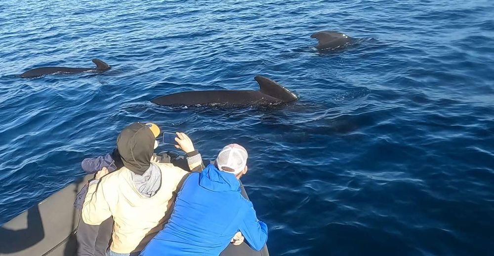 Excursion d'observation des dauphins en bateau au Pays basque
