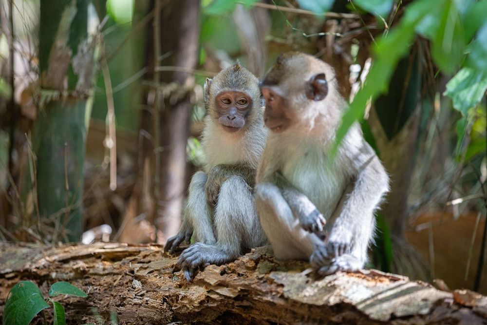 Réservez votre excursion au parc national de Khao Sok !