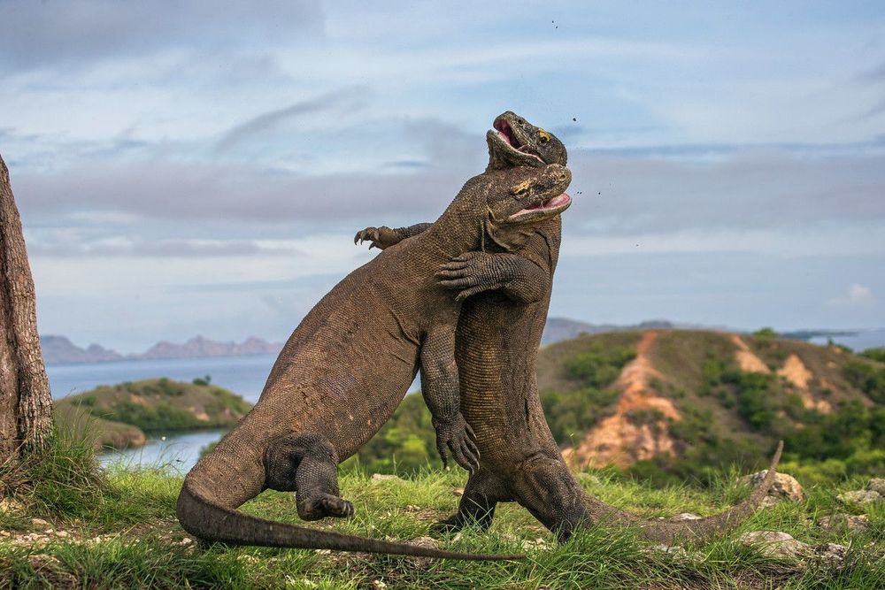 Réservez votre excursion au parc national de Komodo !