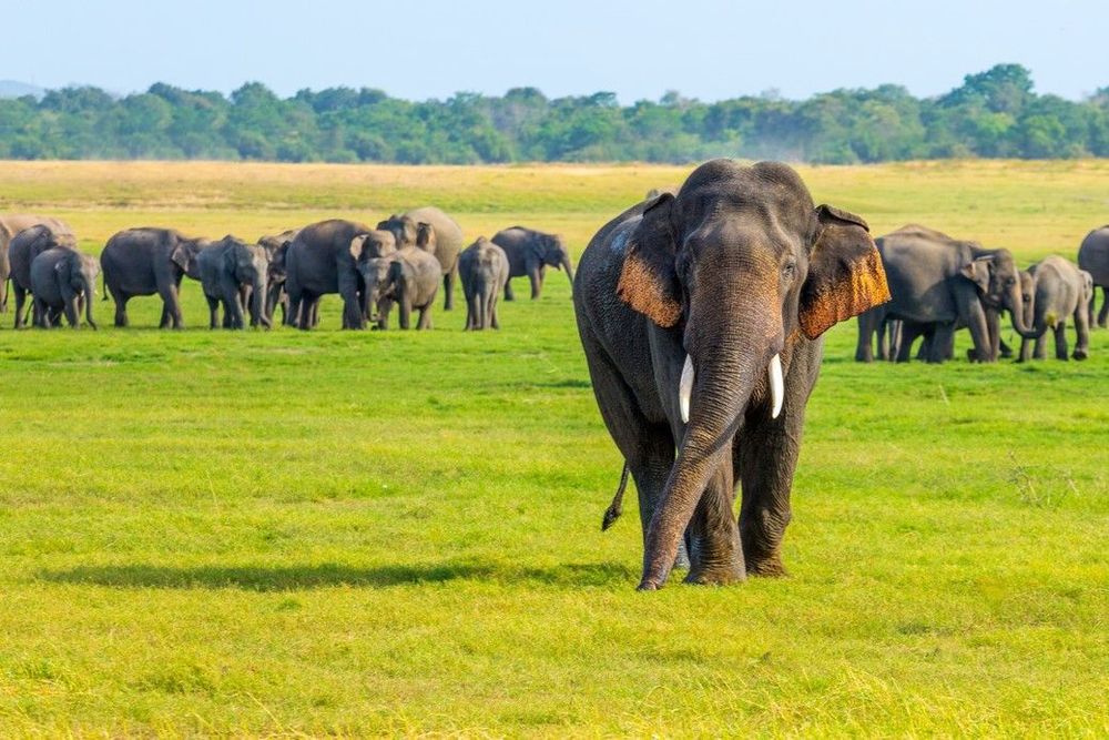 Réservez votre excursion au parc national de Minneriya