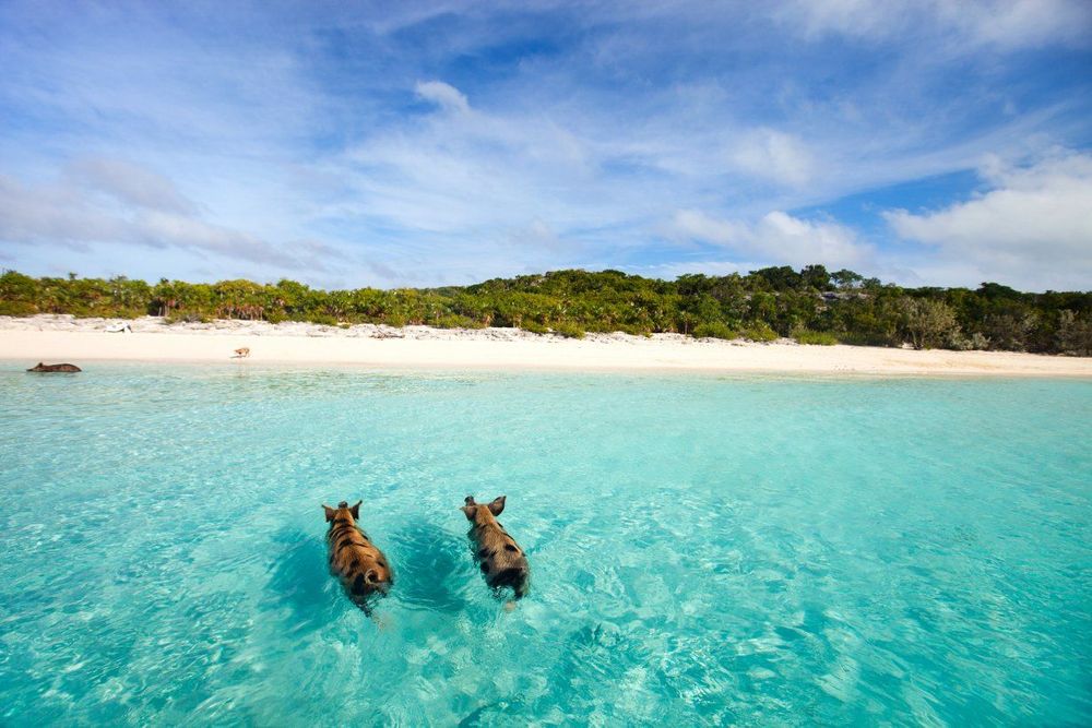Bahamas : réservez votre excursion sur l'île aux cochons depuis Nassau !