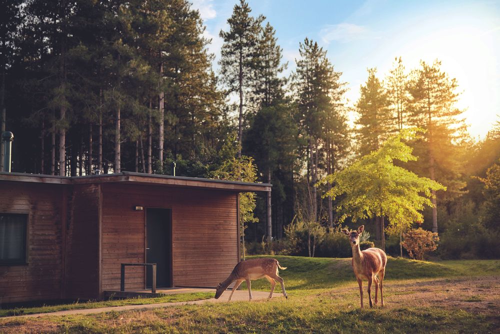 Réservez votre séjour au Domaine Le Bois aux Daims