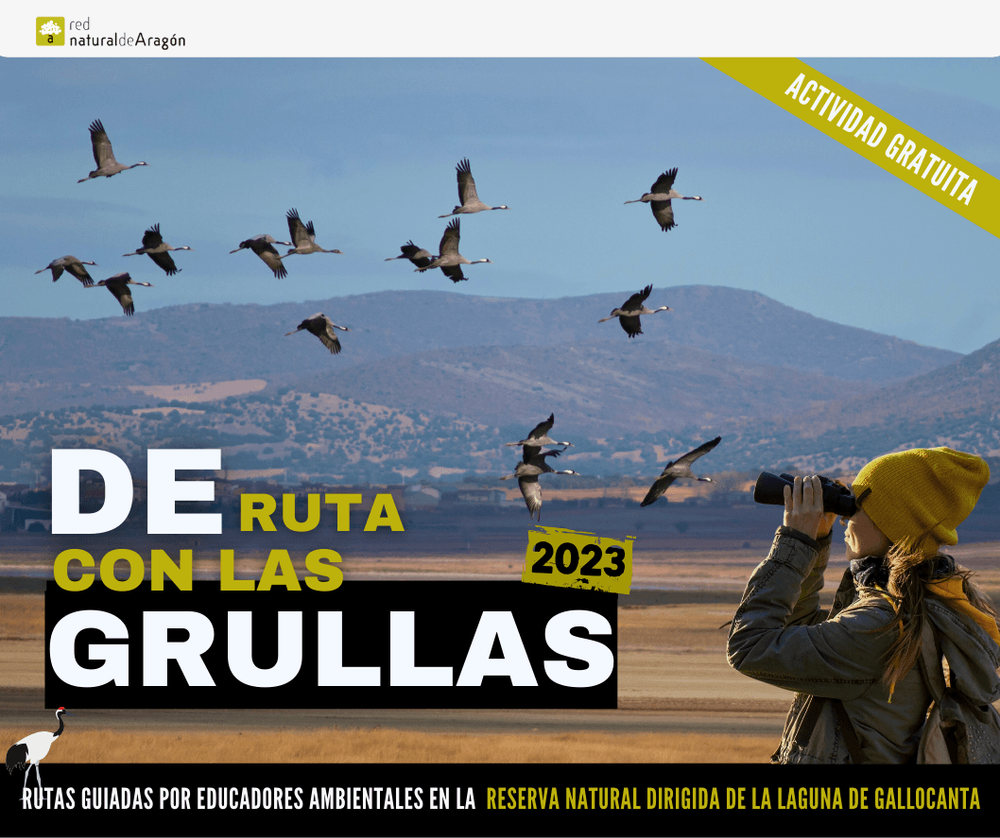 Visita guiada a la laguna de Gallocanta