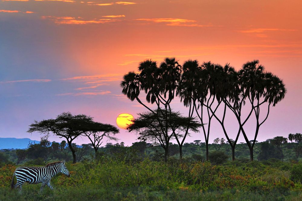Séjour 1 semaine ou plus au Kenya 