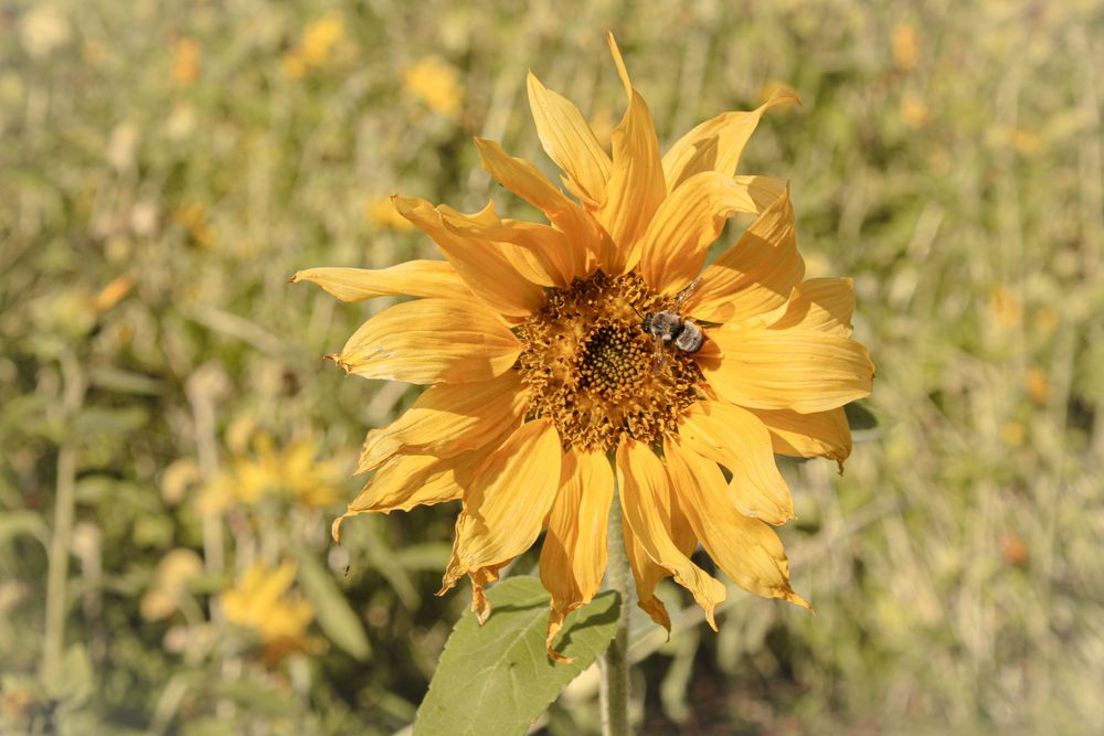 El Huerto de las Flores: the botanical garden of Agaete