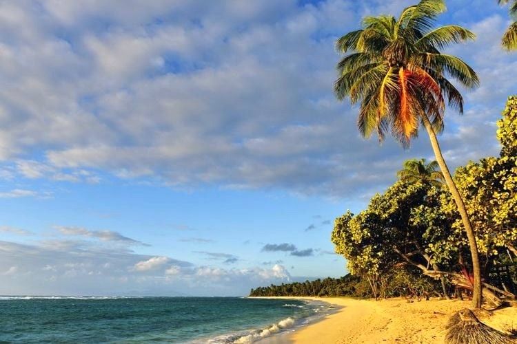 La plage de la Feuillère, avec ses cocotiers et son sable blanc, est connue comme la plus belle plage de l'île de Marie-Galante. 