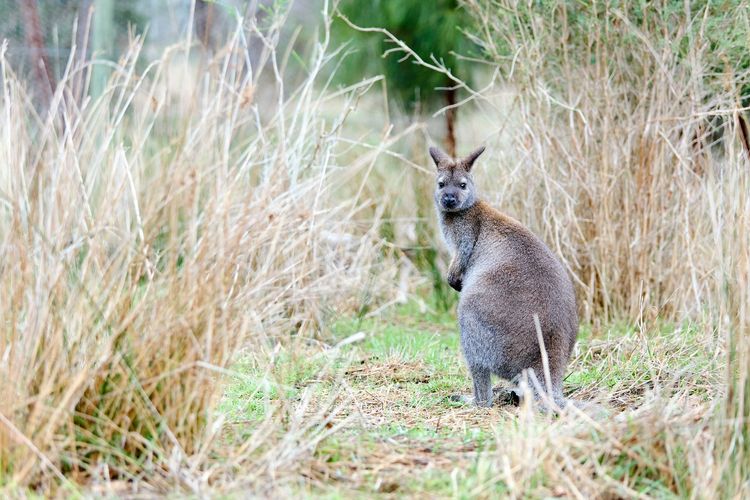 Le wallaby des rochers, comme tous les wallabies, n’est pas un kangourou, mais un marsupial, comme son cousin sauteur