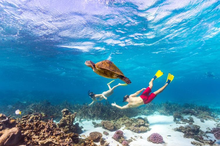 Rencontre avec la tortue marine