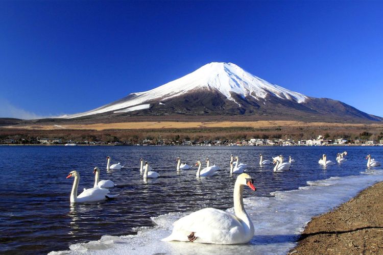 Les cygnes du lac Yamanaka affrontent l'hiver