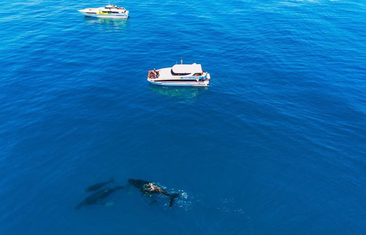 Observation des mammifères marins dans le récif de Ningaloo