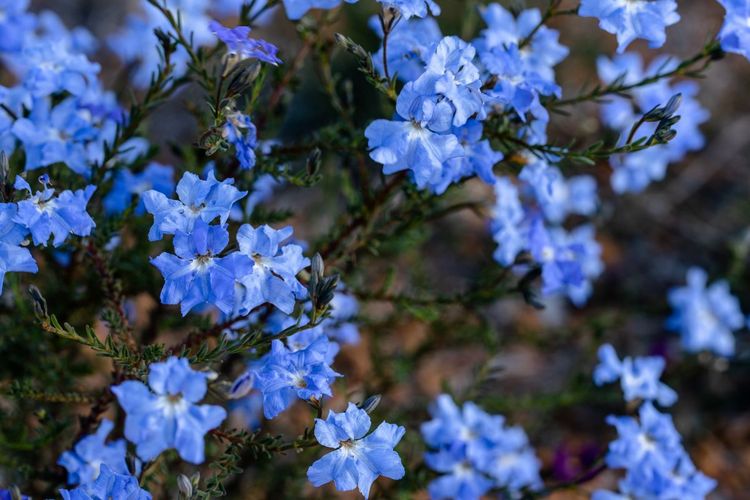 Fleurs dans le parc national de Lesueur