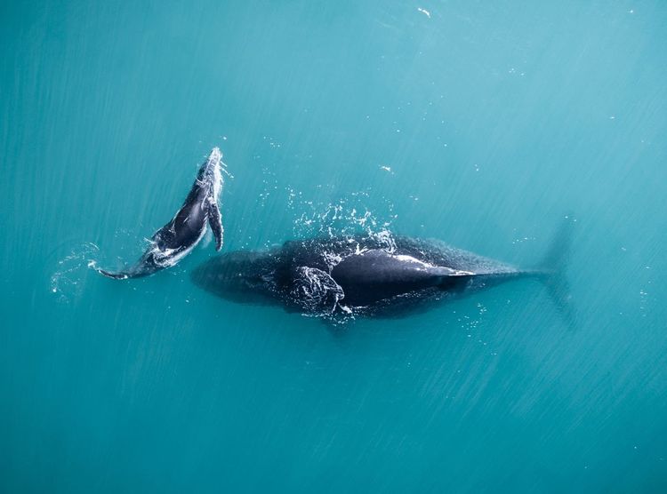 Baleine et son baleineau dans le célèbre récif