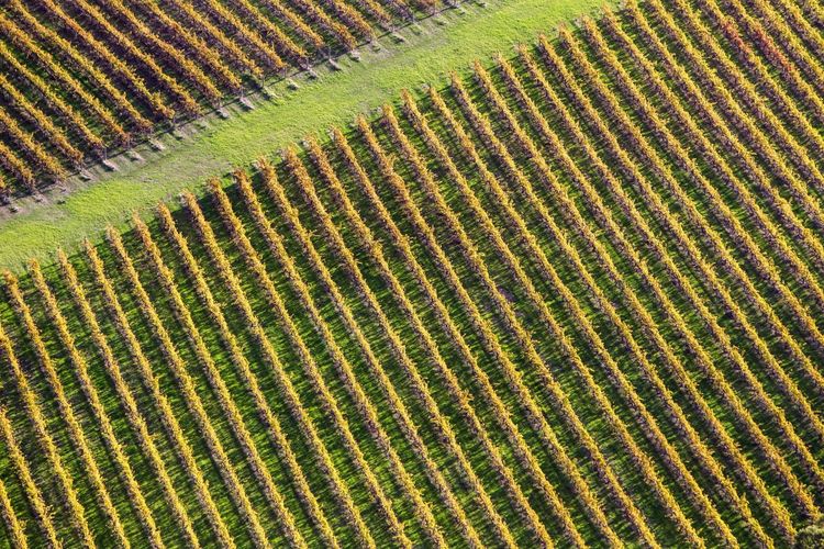 Vignoble de Margaret River