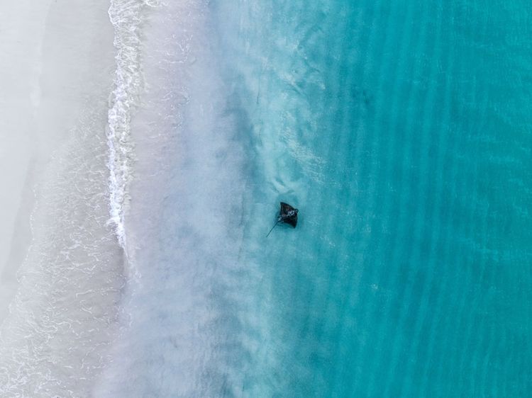 Rencontre avec les raies pastenagues d'Hamelin Bay, à Margaret River
