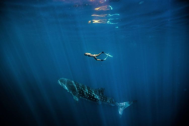 Dans l’immensité océane, on fait de bien belles rencontres. Ici, avec le placide requin-baleine.
