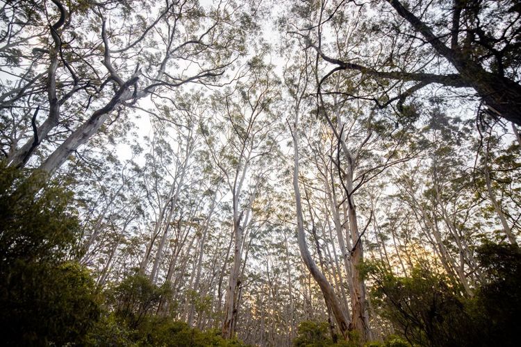 La forêt de Boranup Karri