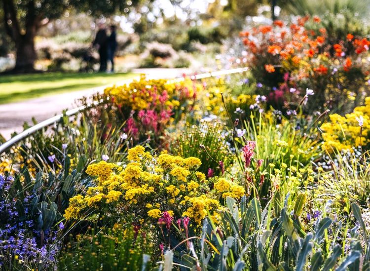 A Kings Park, les merveilles florales et végétales du Jardin Botanique