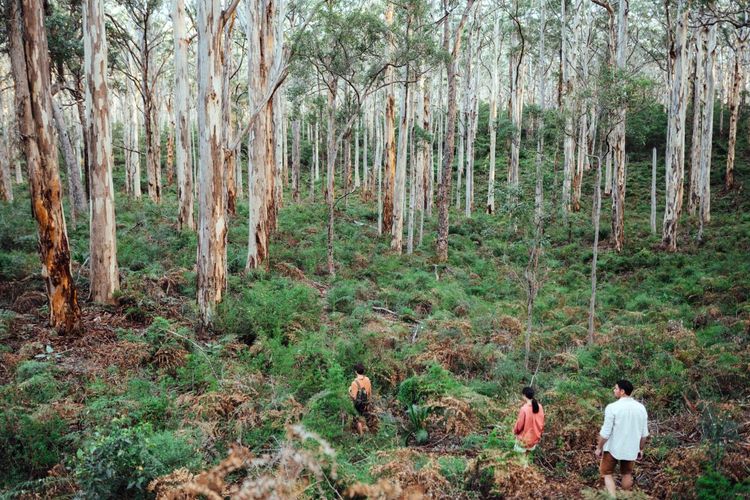 Randonnée dans la forêt de Karri de Boranup (Boranup Karri Forest), dans le parc national de Leeuwin-Naturaliste