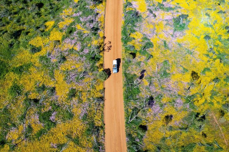 En traversant le bush fleuri