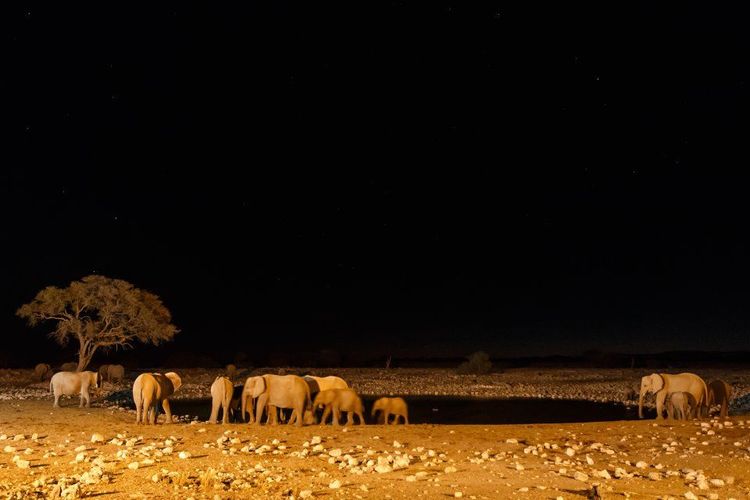Parc national d'Etosha © Sam D Cruz /123RF