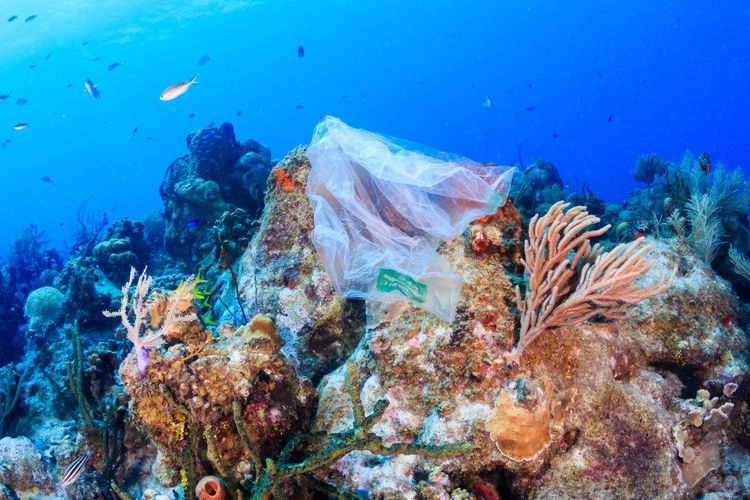 Un sac plastique bloqué sur des coraux  © Richard Whitcombe/123RF