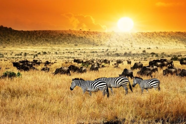 La réserve nationale du Masai Mara (Kenya) et le parc national du Serengeti (Tanzanie) © Oleg Znamenskiy / 123RF