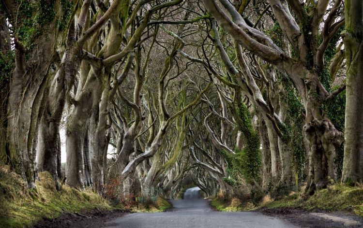 "The King's Road" dans Game of Thrones © JvdWolf/123RF