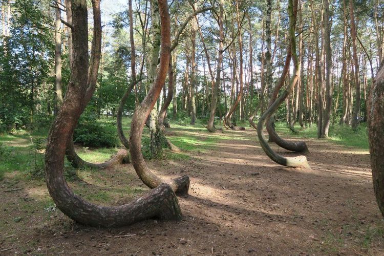 La forêt tordue en Pologne - © Marina Strobel/123rf