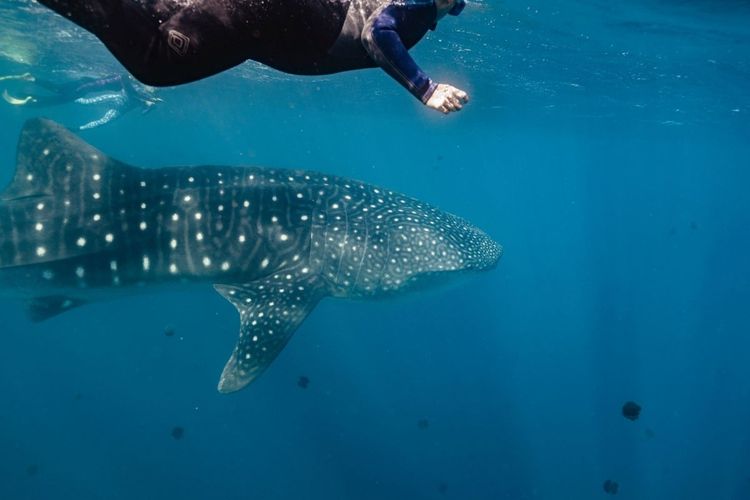 Nager avec le requin-baleine, un moment magique -