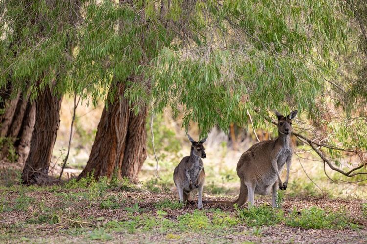 Kangourous dans le parc national Yanchep