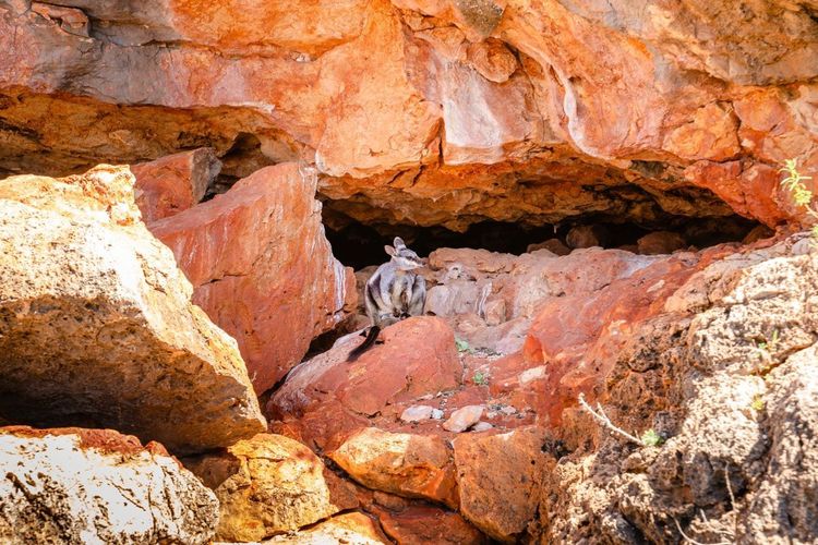 Wallaroo photographié pendant le Yardie Creek Boat Tours, Ningaloo