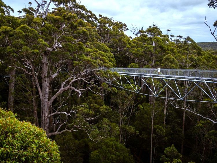 La passerelle Tree Top Walk, dans le parc national de Walpole-Nornalup