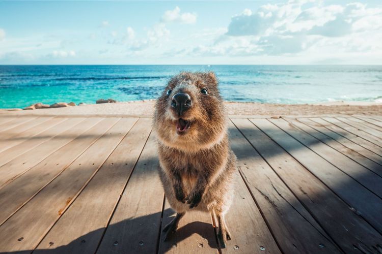 Quokka tout sourire sur l’île de Rottnest
