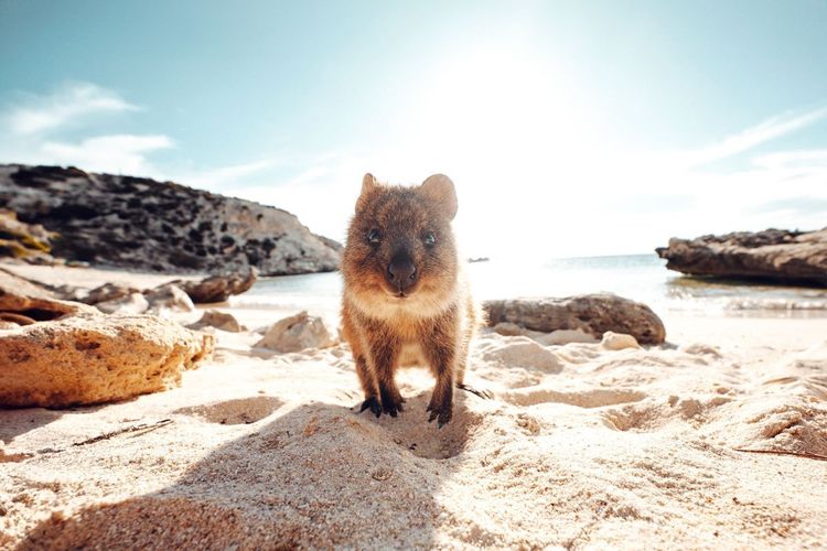 Le sympathique quokka est chez lui sur l’île de Rottnest