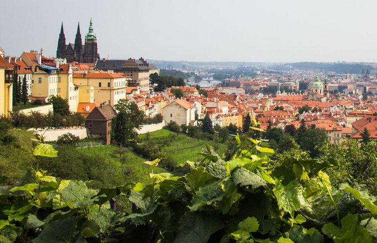 Les jardins en escaliers sur le versant Sud du château