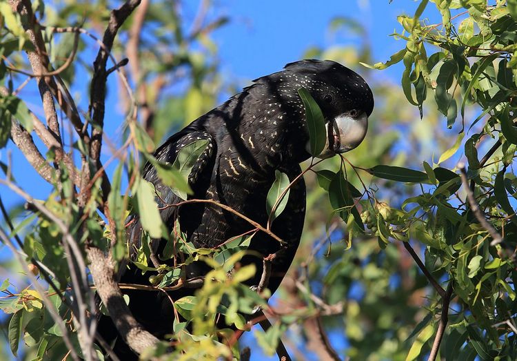 Le fameux perroquet noir, cousin du cacatoes noir d'Australie