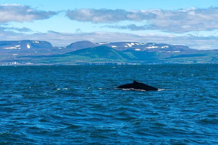 A l'entrée du fjord, cétacé aperçu depuis un zodiac