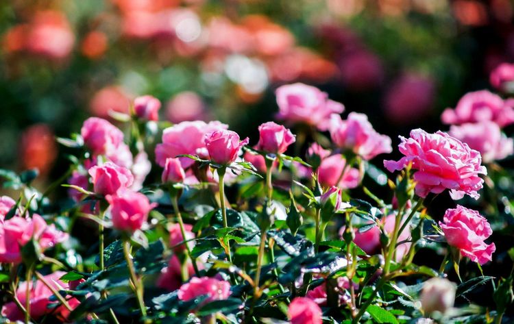 Le Loiret, des roses par milliers