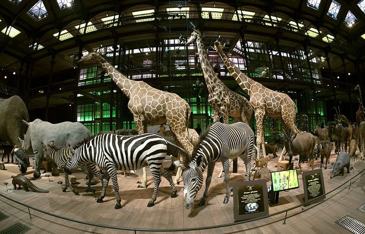 Galerie de l'Evolution du Museum d'Histoire Naturelle