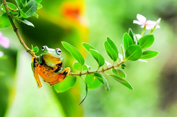 Rainette d'Amazonie. Attention, ses couleurs vives indiquent sa toxicité