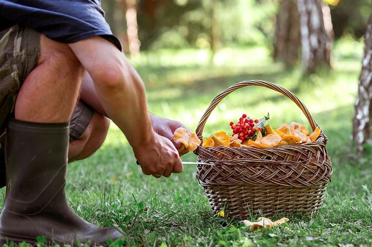 cueillette des girolles a lieu de septembre à octobre.