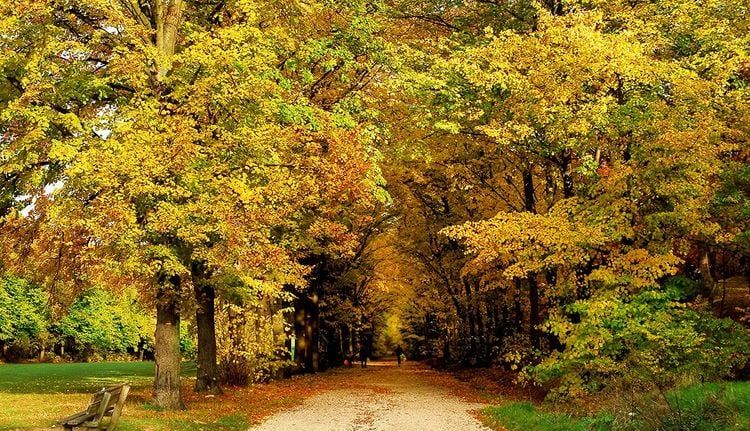 La forêt de Meudon, du côté de Clamart