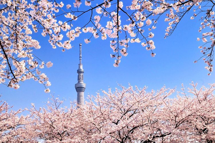 Le haut de la Tokyo Skytree vu entre les cerisiers en fleur