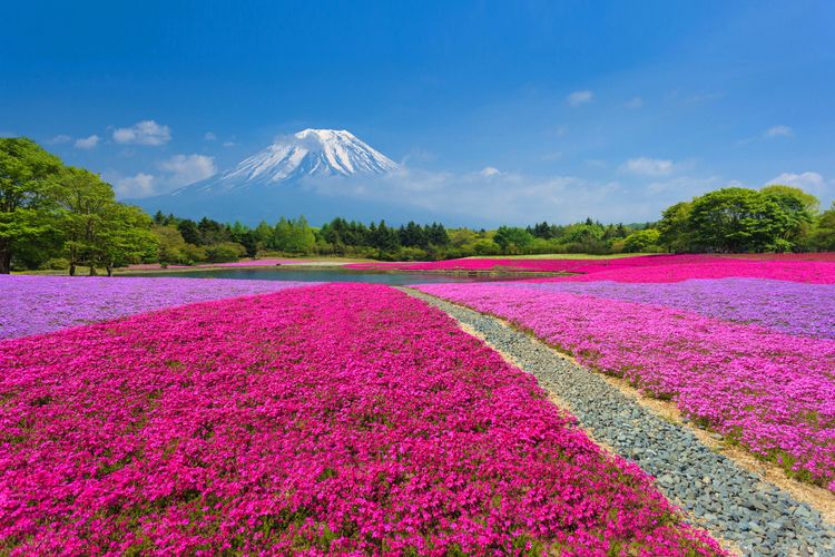 Le mont Fuji vu depuis des champs de phlox mousse aussi appelé phlox subulata