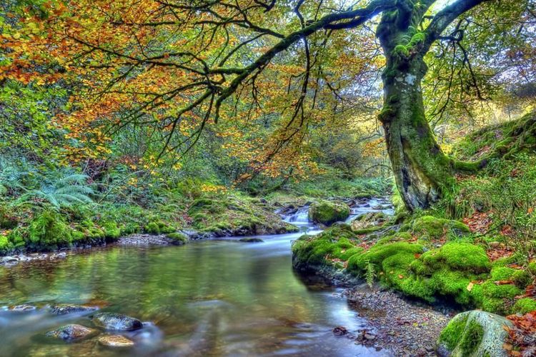 Paisaje otoñal del Monte El Pardo