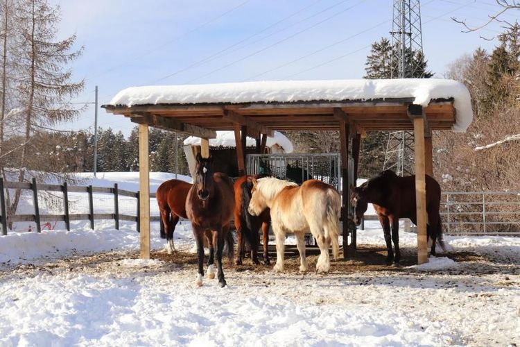 Les chevaux de la ferme