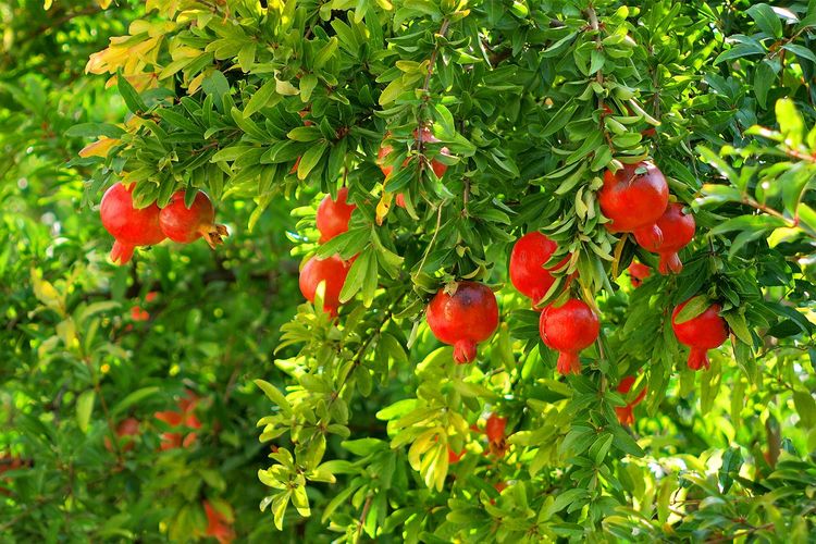Grenades sur leur arbre